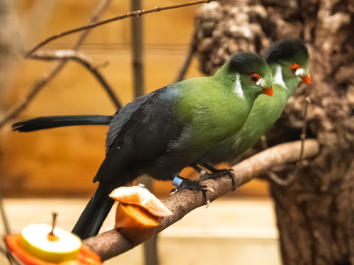 Feiertags-Öffnungszeiten im Opel-Zoo