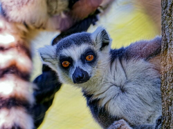 Forschung im Zoo - Kommunikation bei Tieren