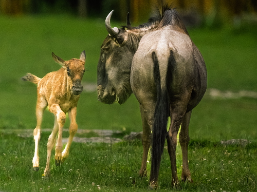 Ferienprogramm im Opel-Zoo 